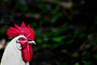 Rooster, Lincoln's New Salem State Historic Site