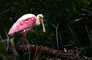 Spoonbill, Sanibel Island, Florida