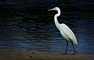 Egret, Sanibel Island, Florida