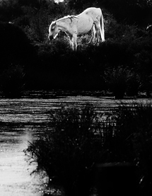 Horse in the Camargue, France