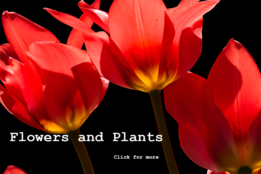 Flowers and Plants, click on photo to view