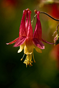 Columbine