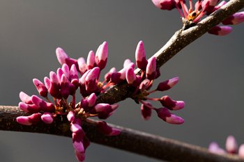 Red Bud buds