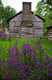 Cabin with Dames Rocket in Bloom